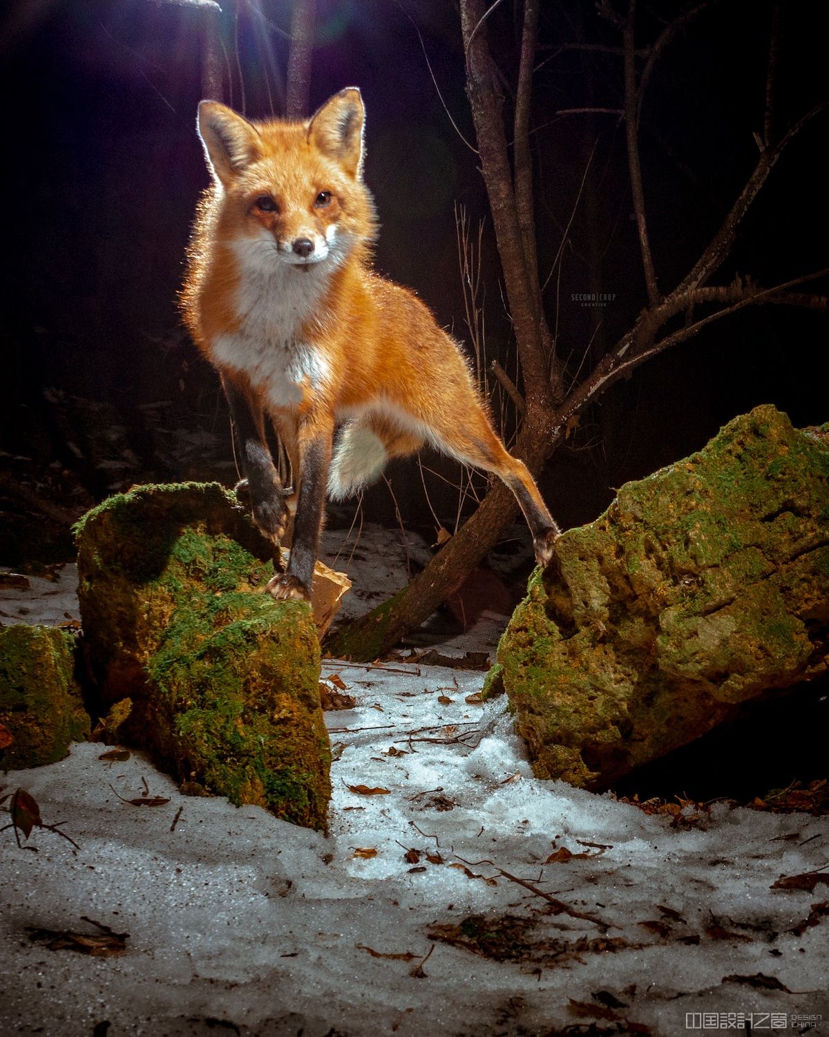 Fox Caught on DIY Camera Trap by Ross Harried