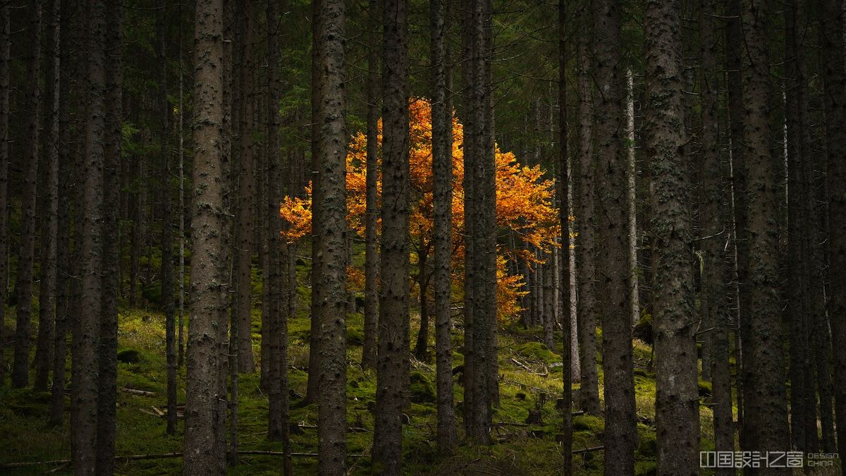 Golden Tree in an Austrian Forest