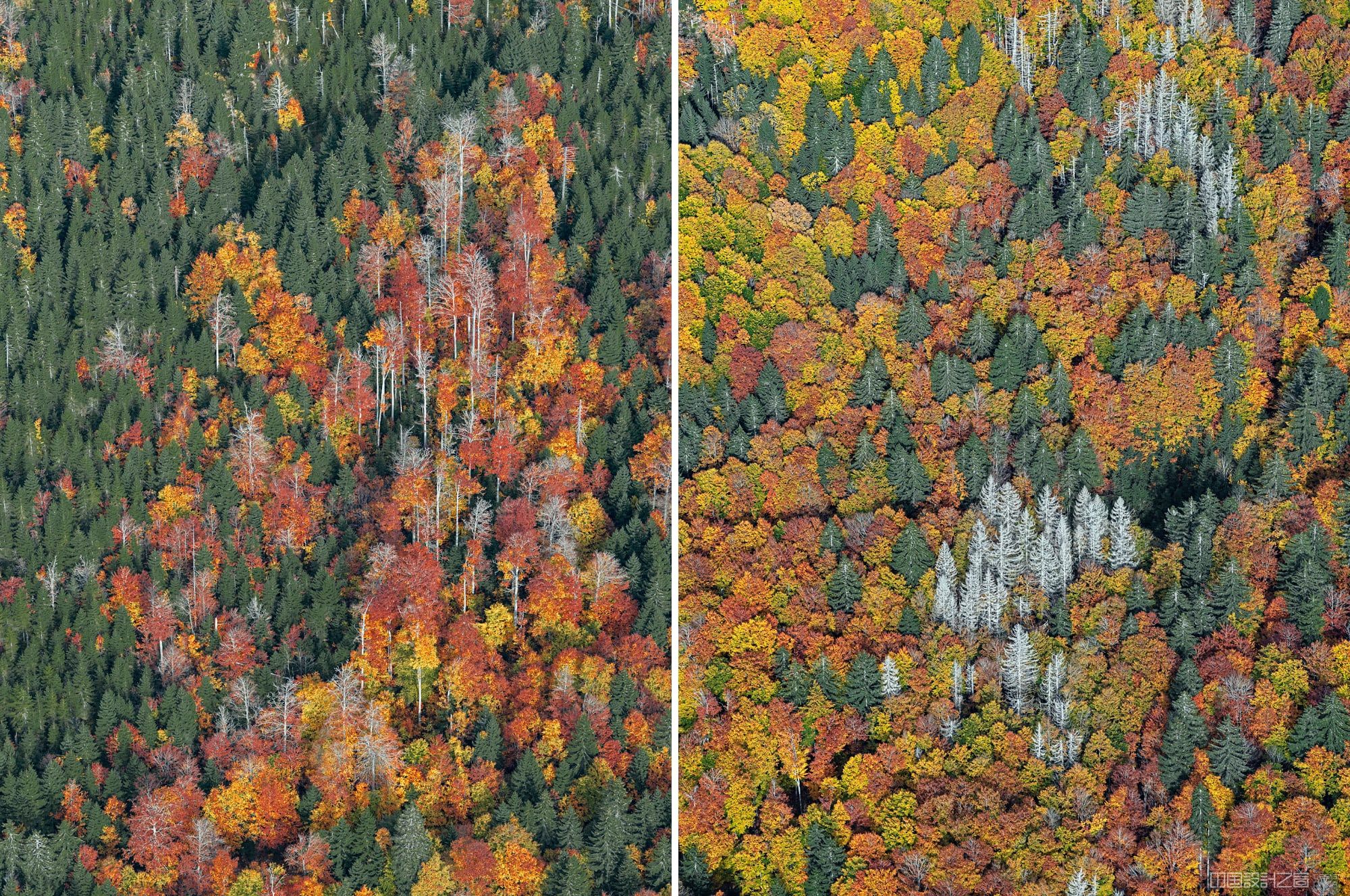 Two aerial photos of a forest with autumn leaves