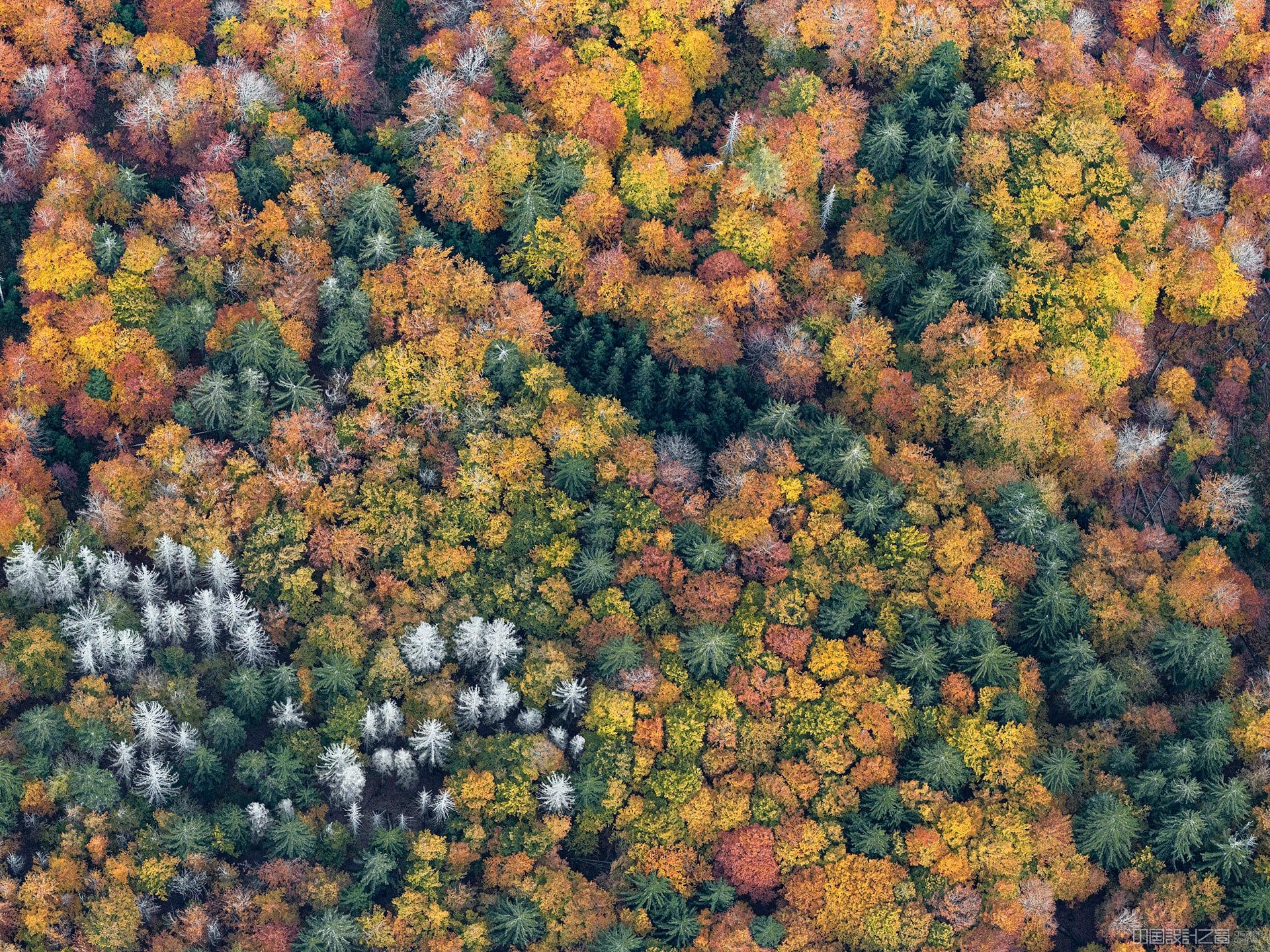 An aerial photo of a forest with autumn leaves