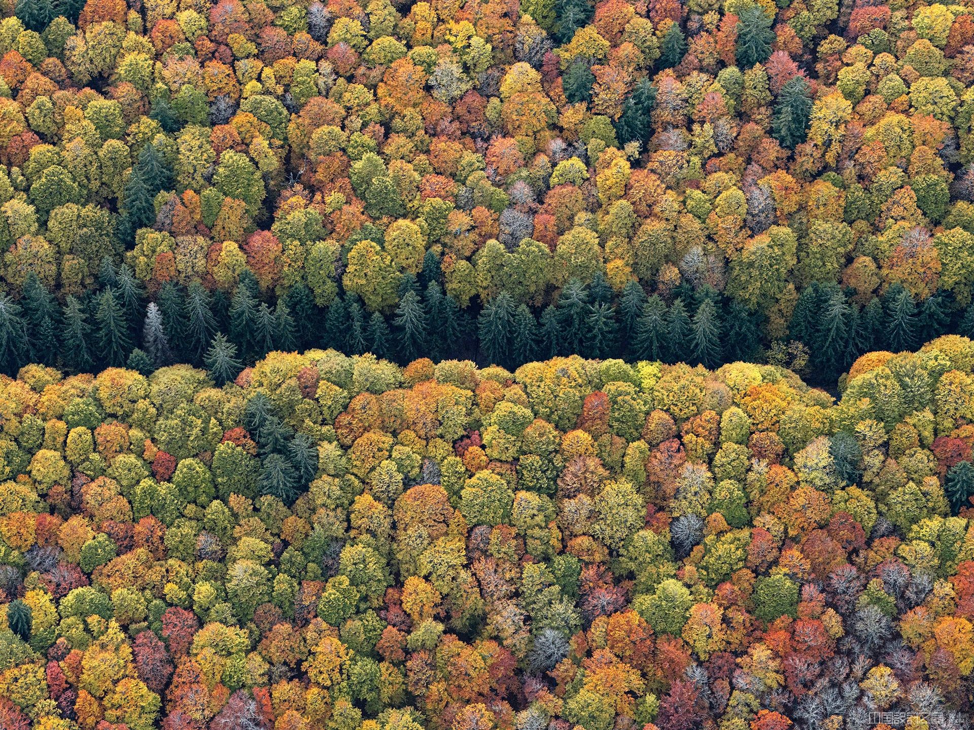 An aerial photo of a forest with autumn leaves