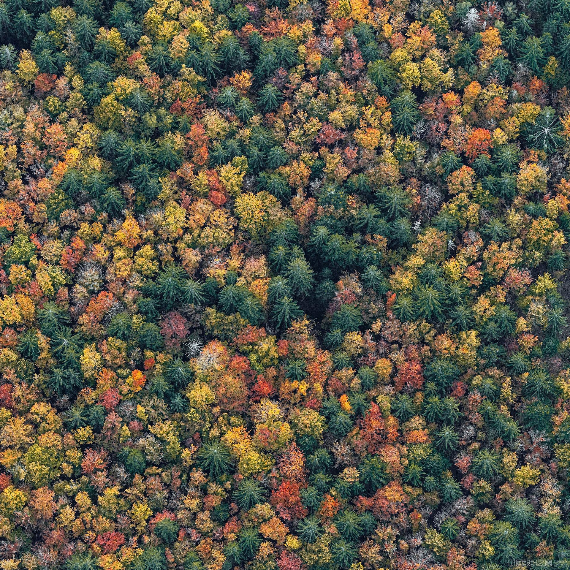An aerial photo of a forest with autumn leaves