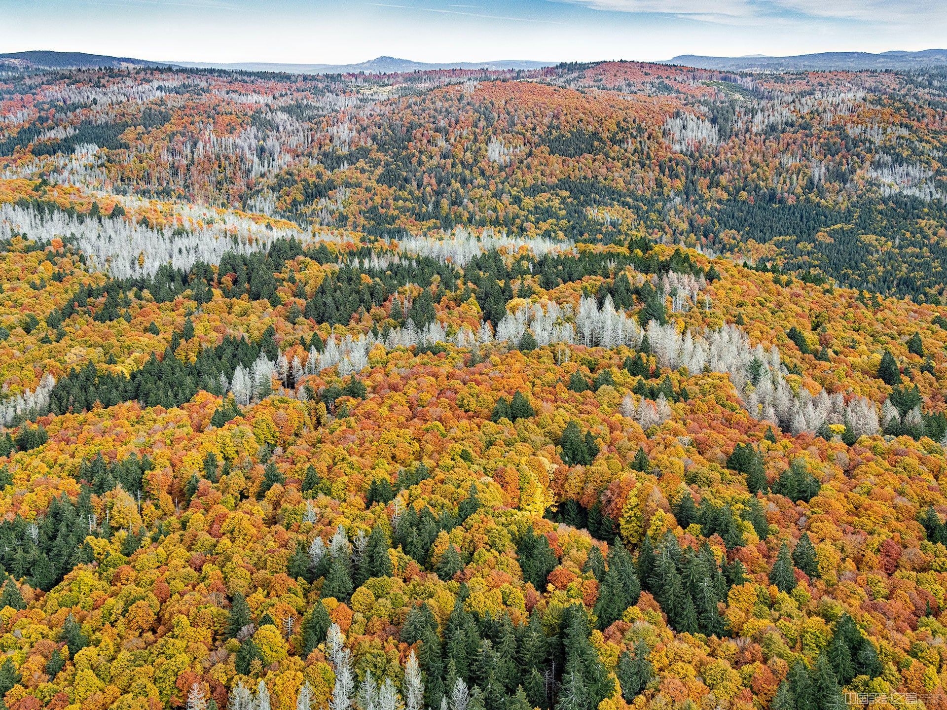 An aerial photo of a forest with autumn leaves
