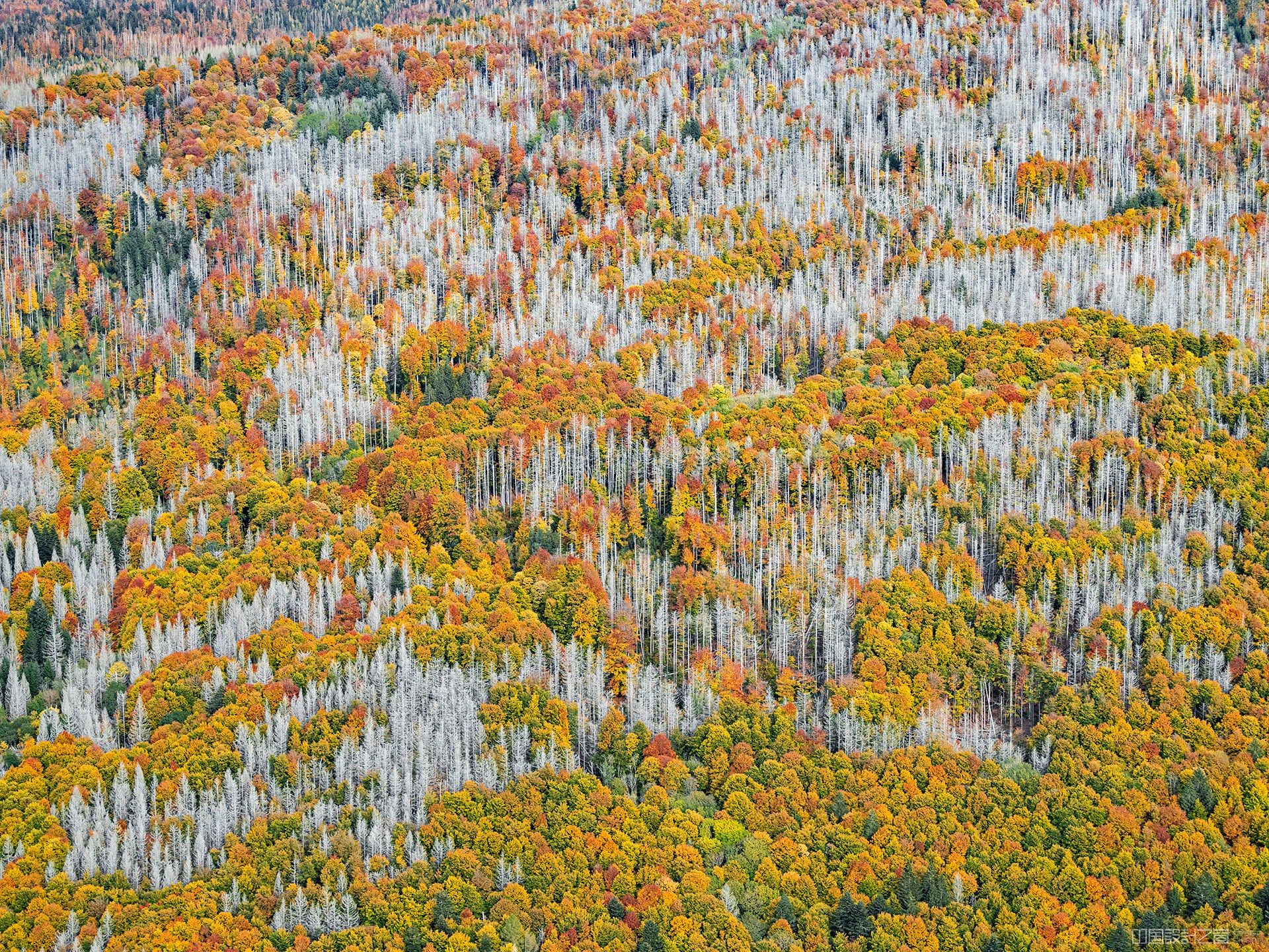 An aerial photo of a forest with autumn leaves