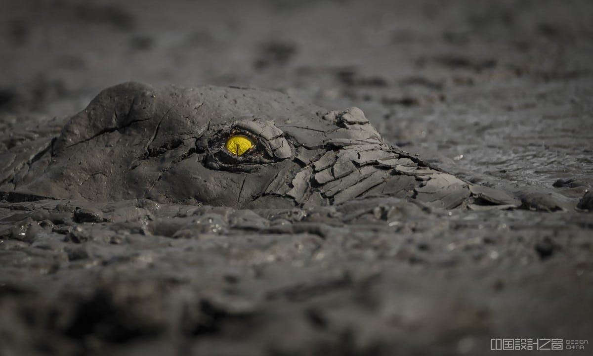 Crocodile emerging from the mud in Zimbabwe