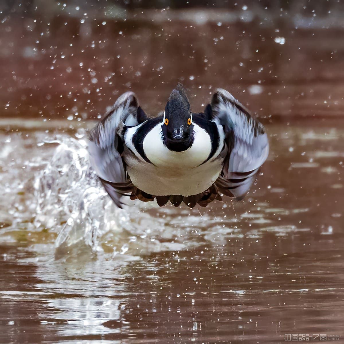 Male Hooded Merganser skimming over a lake