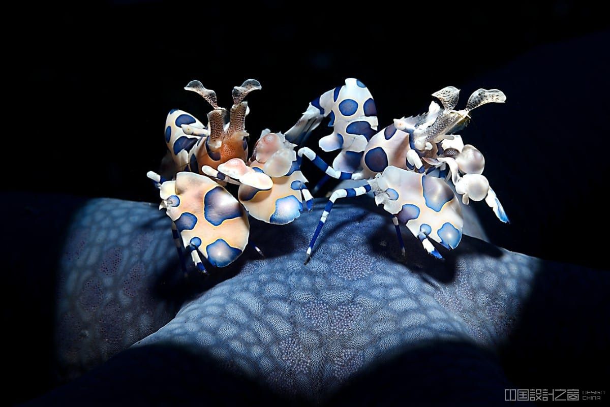 Harlequin shrimp in Indonesia's Lembeh Strait