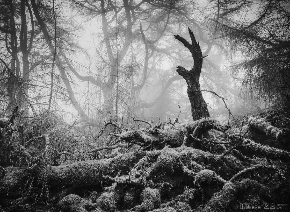Black and White Photo of Trees at Great Mell Fell