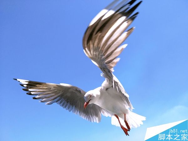用手机拍飞在空中的海鸥？！能行吗？