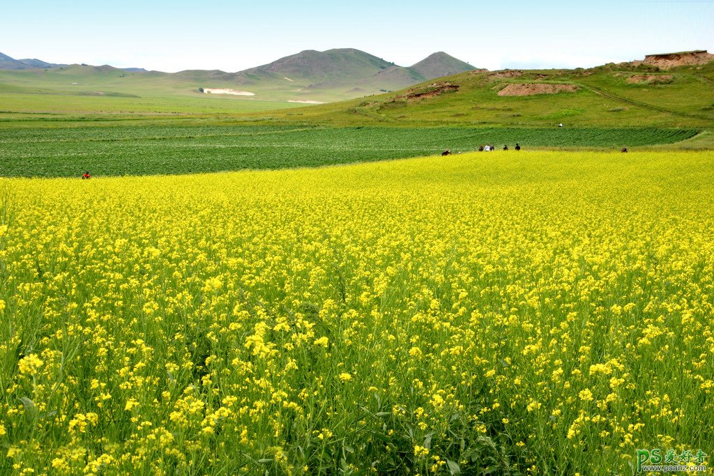 Photoshop给金色的油菜花风景图片调出唯美的霞光色彩