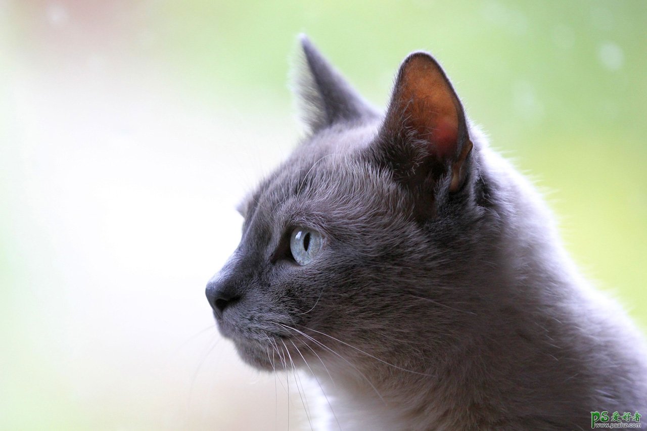 PS动物合成教程：把可爱的猫头合成的鸟身上，像是变异的猫头鹰。