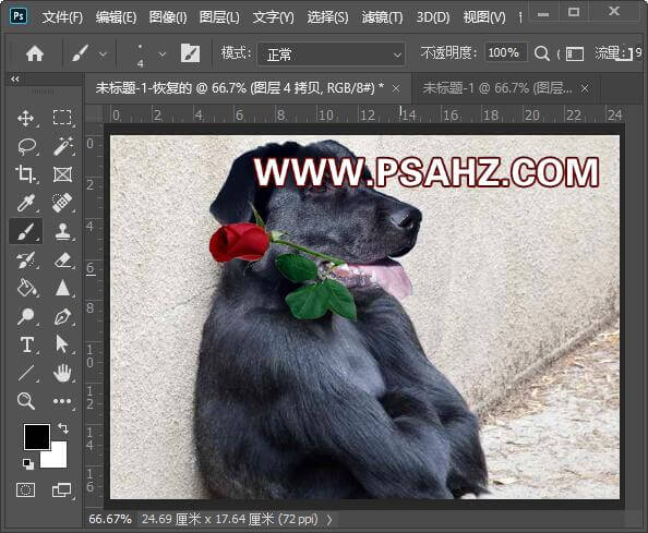 PS换脸教程：利用溶图技术给大猩猩图片换上可爱的狗狗头像。