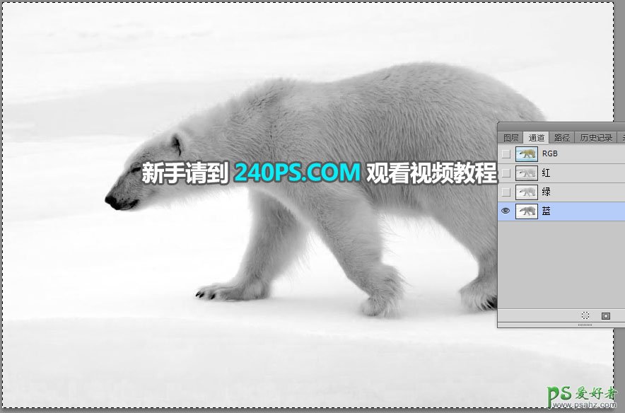 新手PS通道抠图技巧教程：快速给北极熊素材图片进行抠图换背景。