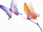 photoshop创意合成个性的玫瑰幻想蝴蝶背景素材