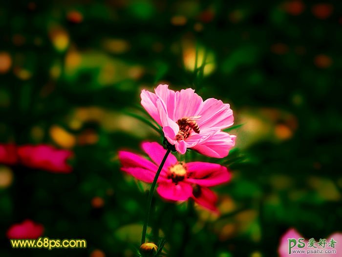 photoshop调出色彩斑斓的花朵图片特效