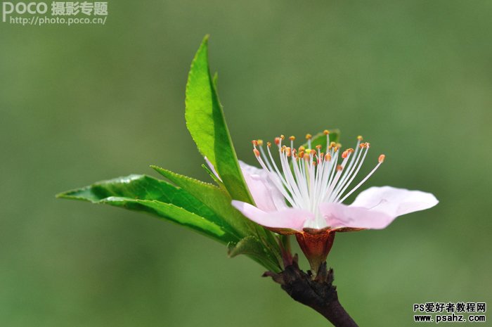 PS调色教程：调出折返镜头花朵照片唯美鲜艳色调