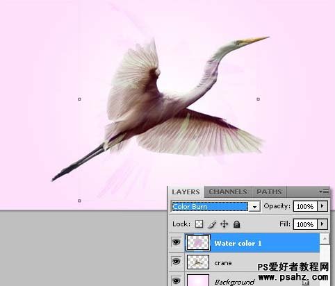 利用素材photoshop设计漂亮的仙鹤水彩画效果图教程