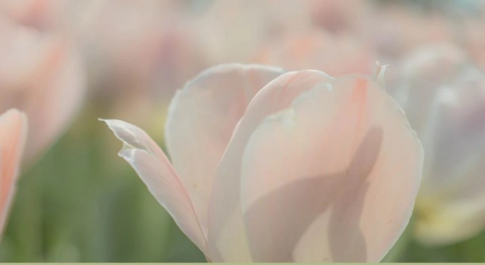 PS摄影后期调色教程：学习给花卉摄影照片调出莫奈温柔系色调。