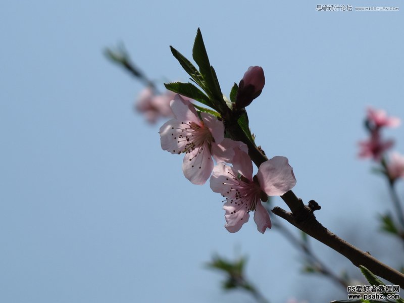 PS调色教程：给一枝梅花调出柔美靓丽的色调