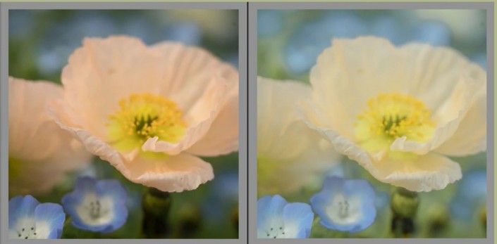 PS摄影后期调色教程：学习给花卉摄影照片调出莫奈温柔系色调。