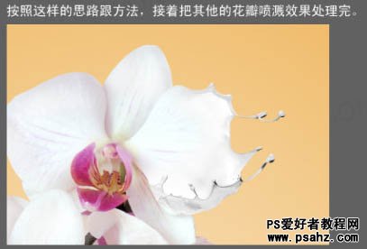 Photoshop创意合成漂亮的牛奶花朵，牛奶蝴蝶兰