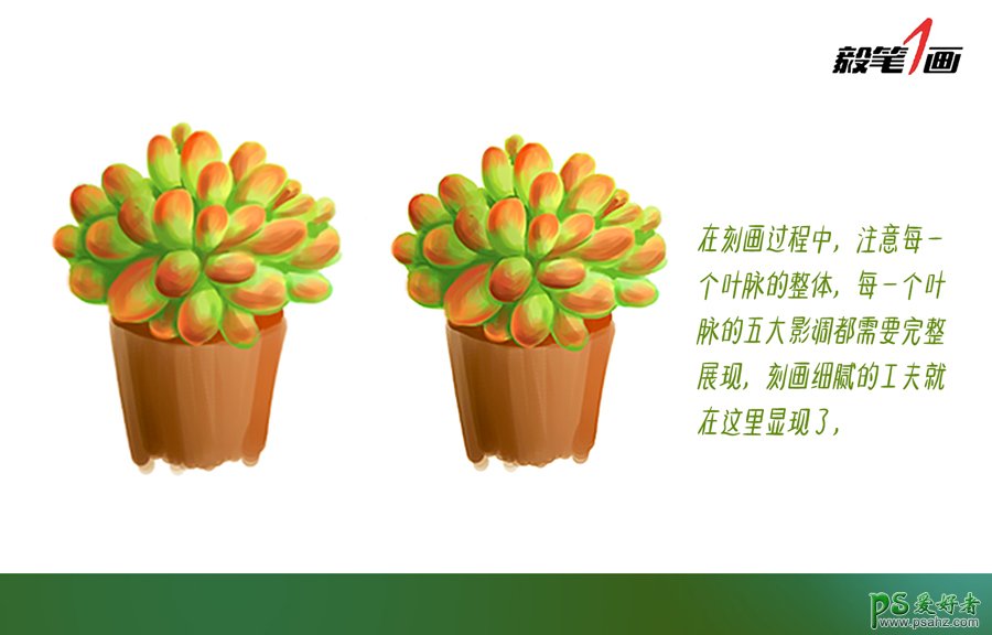 PS鼠绘教程：学习多肉植物的PS绘制技法，熟悉笔法和色彩构成