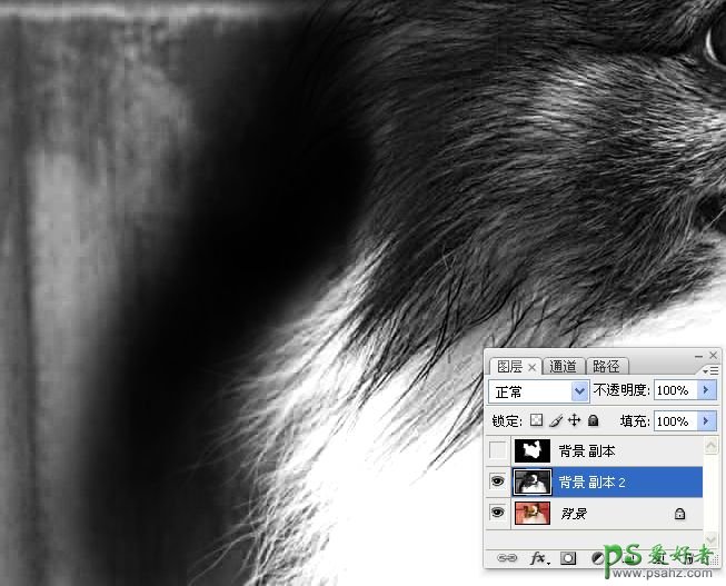 PS抠图教程：利用通道和画笔快速抠出可爱的长毛宠物狗