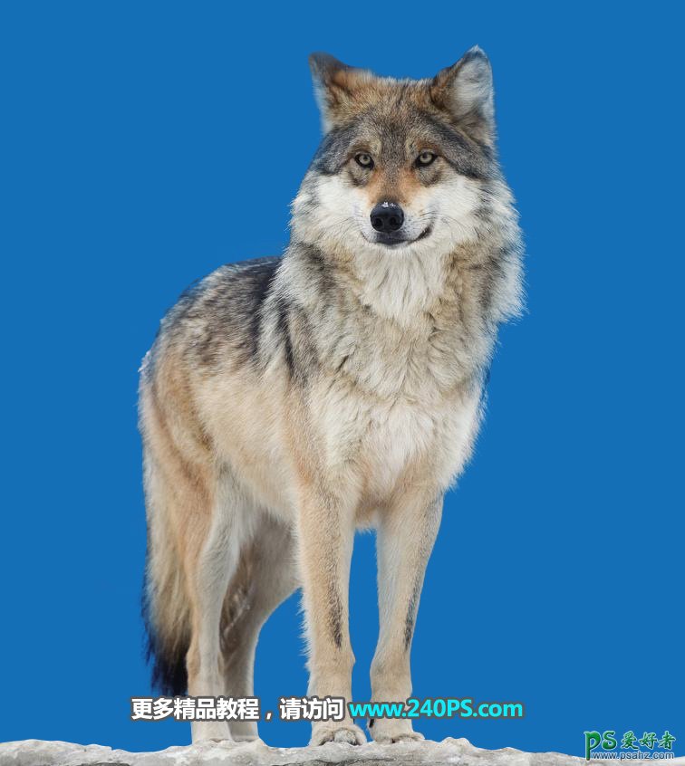 PS通道抠图教程：教新手学习快速完美的抠出草原上的孤狼，灰狼。