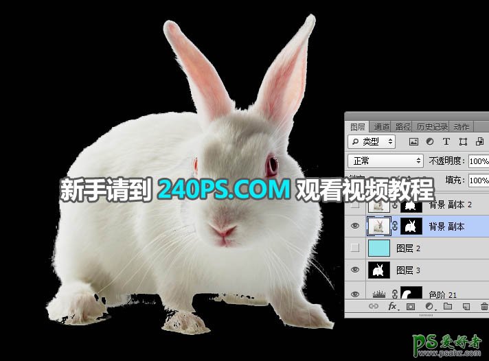 Photoshop快速抠出背景色彩简单的动物图片，抠出可爱的小白兔。