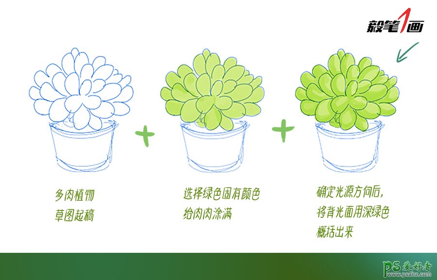 PS鼠绘教程：学习多肉植物的PS绘制技法，熟悉笔法和色彩构成