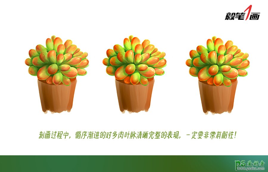 PS鼠绘教程：学习多肉植物的PS绘制技法，熟悉笔法和色彩构成