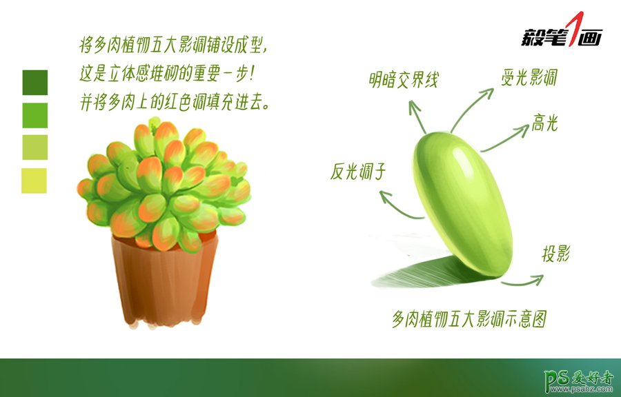 PS鼠绘教程：学习多肉植物的PS绘制技法，熟悉笔法和色彩构成