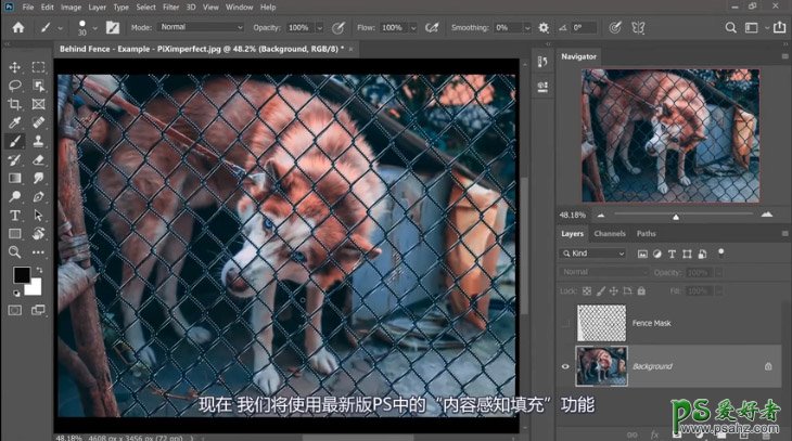 PS抠图大神教你如何快速完美的去除宠物狗图像中的铁丝网纹。