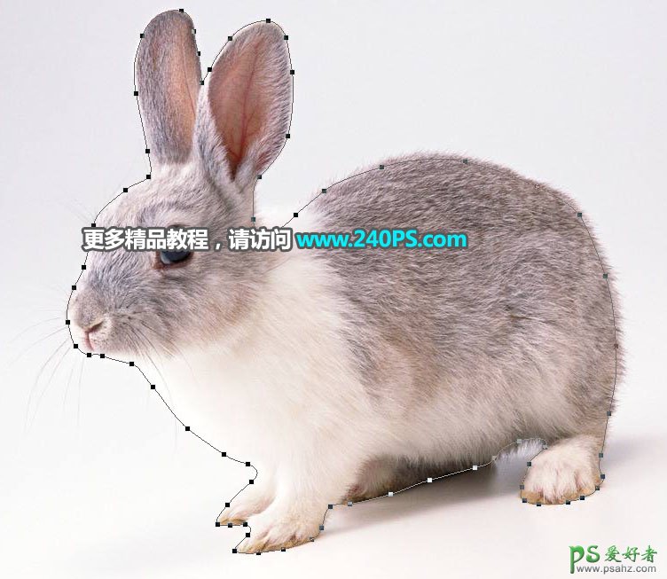 PS通道抠图教程：学习怎么快速抠出白褐色可爱兔子素材图片。