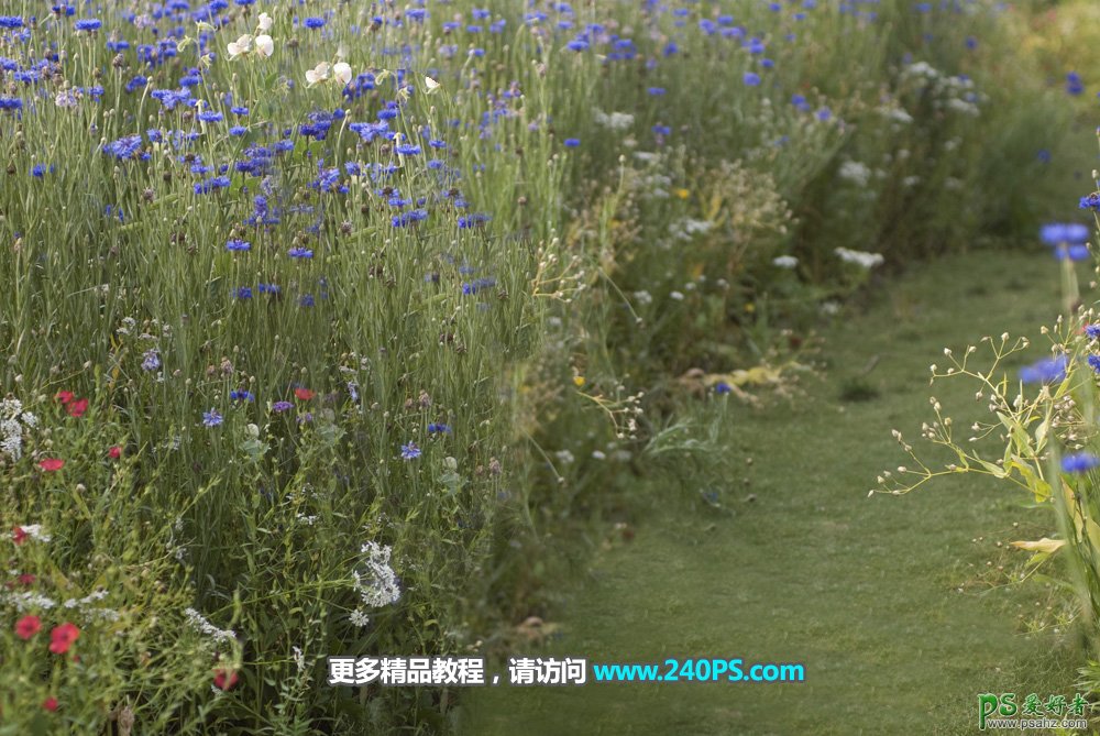 PS人物抠图教程：用仿制图章工具完美消除野花丛中的美女。