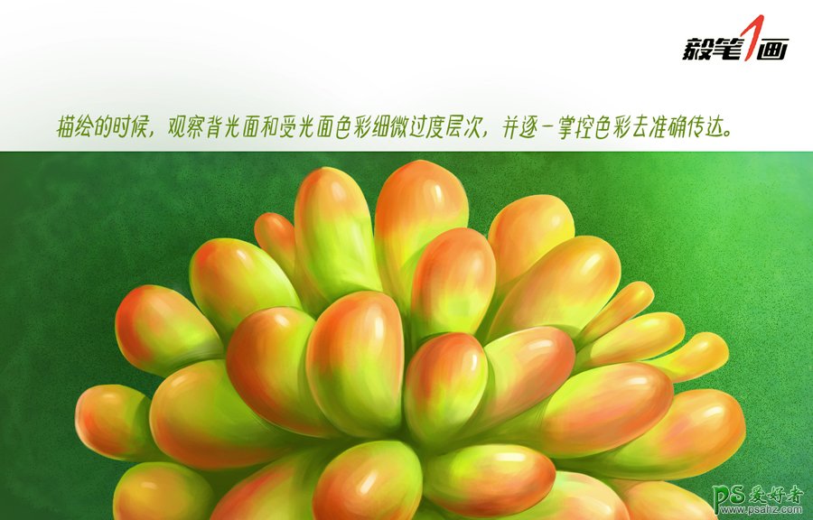 PS鼠绘教程：学习多肉植物的PS绘制技法，熟悉笔法和色彩构成