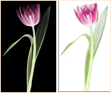 PS抠图换背景教程：利用背景橡皮擦工具轻松抠选花朵素材图片