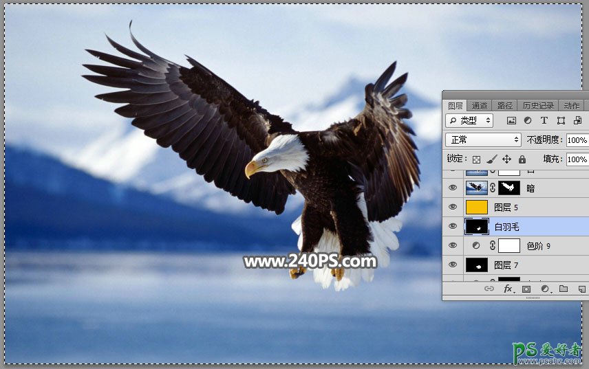 Photoshop抠图教程：教新手学习抠出展翅翱翔的白头海雕素材图