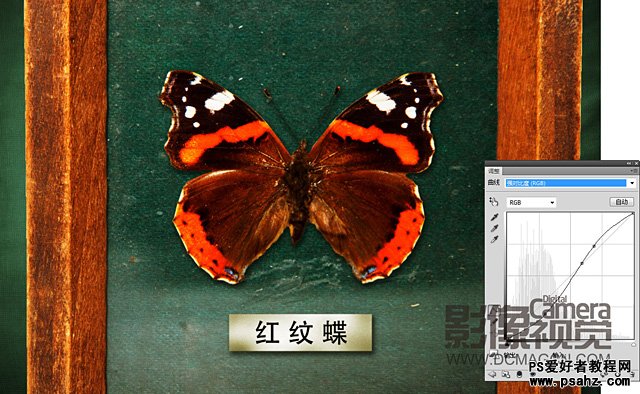 photoshop创意合成画框中的蝴蝶标本