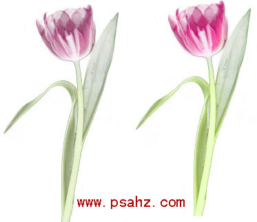 PS抠图换背景教程：利用背景橡皮擦工具轻松抠选花朵素材图片