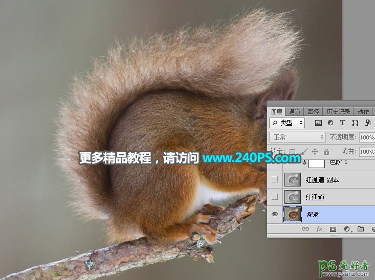PS抠图教程：学习用通道、调色 选区等工具完美抠出小松鼠素材图
