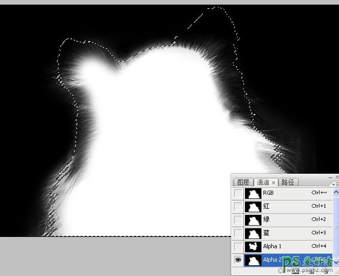 PS抠图教程：利用通道和画笔快速抠出可爱的长毛宠物狗