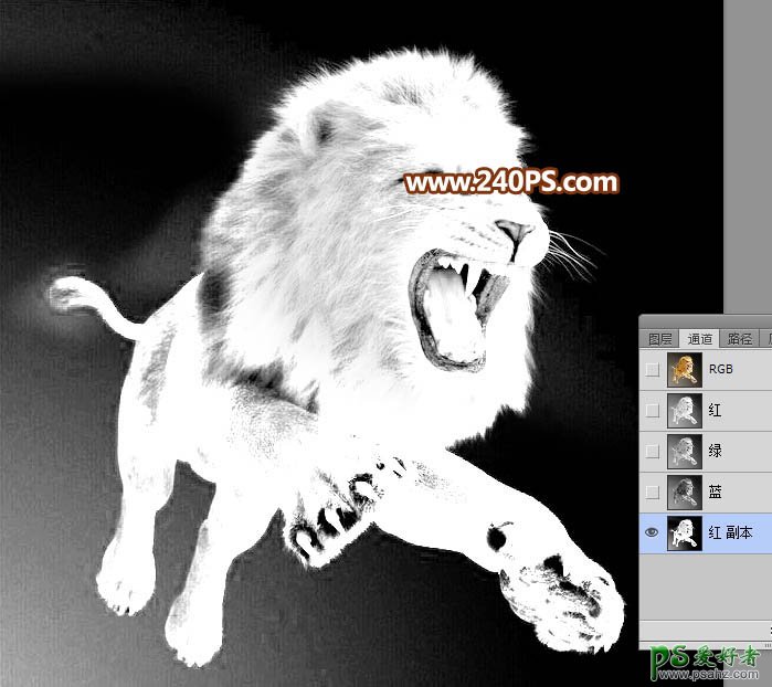 Photoshop通道抠图教程：完美抠出长毛的狮子素材图，跃起的雄狮