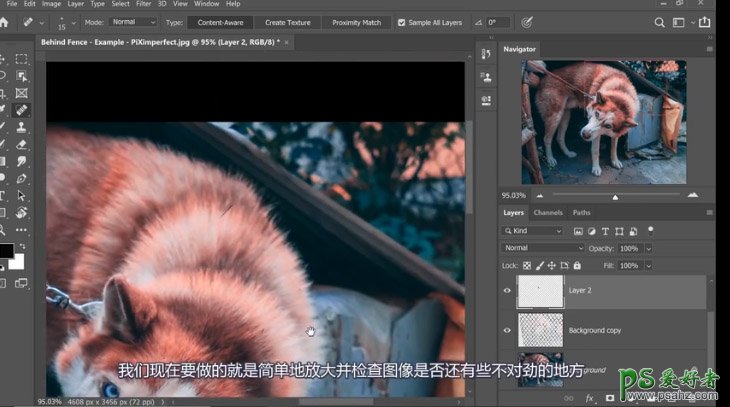 PS抠图大神教你如何快速完美的去除宠物狗图像中的铁丝网纹。