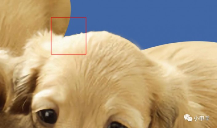 PS动物抠图教程：学习用色彩范围工具快速抠出可爱的金毛狗狗