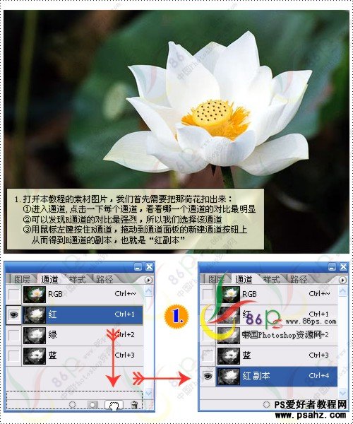 PS滤镜特效教程：设计漂亮梦幻效果的荷花图片