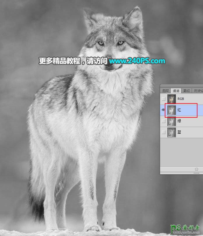 PS通道抠图教程：教新手学习快速完美的抠出草原上的孤狼，灰狼。