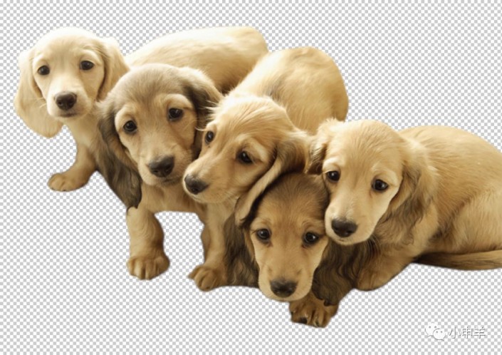 PS动物抠图教程：学习用色彩范围工具快速抠出可爱的金毛狗狗