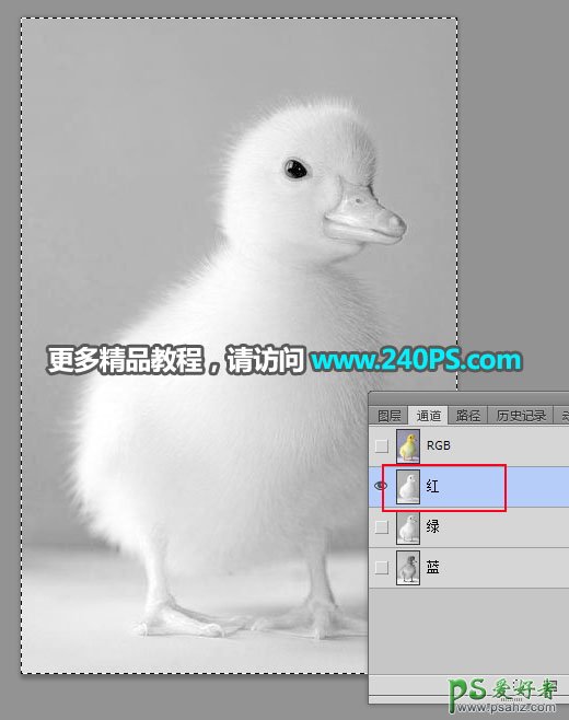 PS抠图教程：教新手学习用通道工具给毛绒绒小黄鸭进行抠图换背景