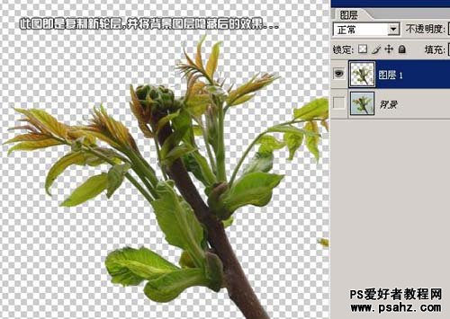 PS通道抠图教程：抠出鲜嫩的绿色植物图片教程
